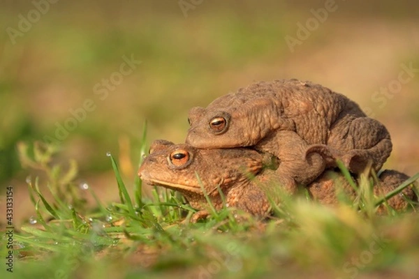 Fototapeta Erdkrötenwanderung