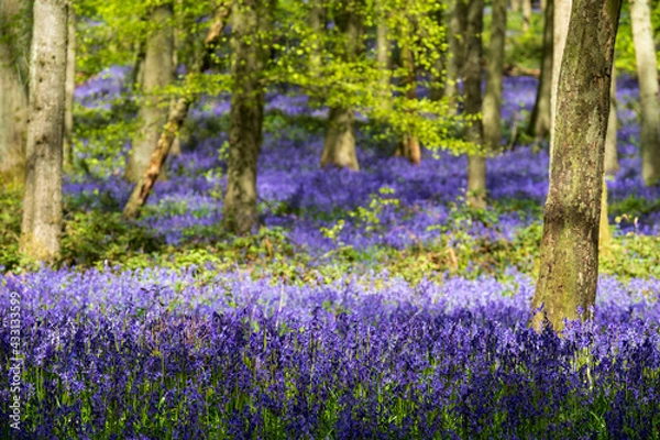 Fototapeta Carpet of bluebells growing in the wild on the forest floor in springtime in Dockey Woods, Buckinghamshire UK. 