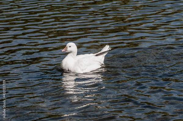 Fototapeta white duck swimming in the water