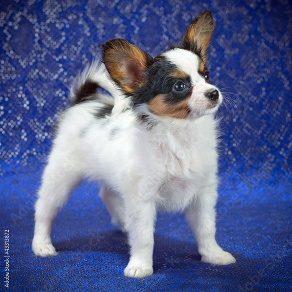 Obraz Papillon Puppy