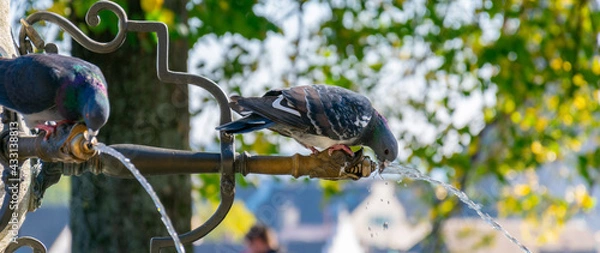 Obraz Pidgeon drinking water