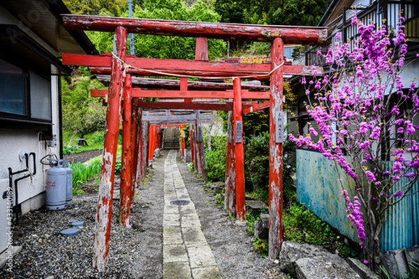 Obraz 町のお寺の参道に並ぶ鳥居