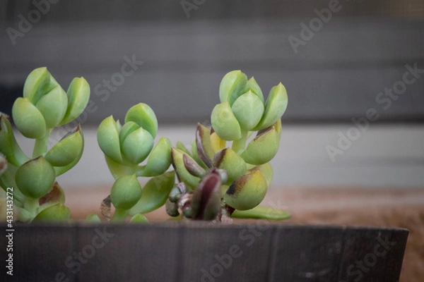 Fototapeta artichokes on a table
