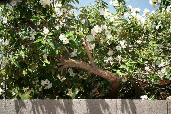 Fototapeta bird on a tree