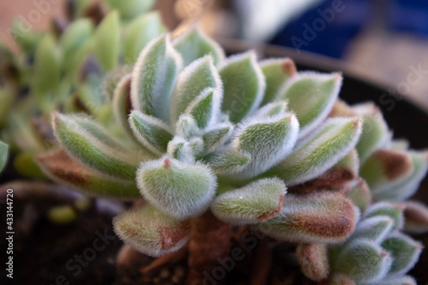 Obraz succulent in the garden