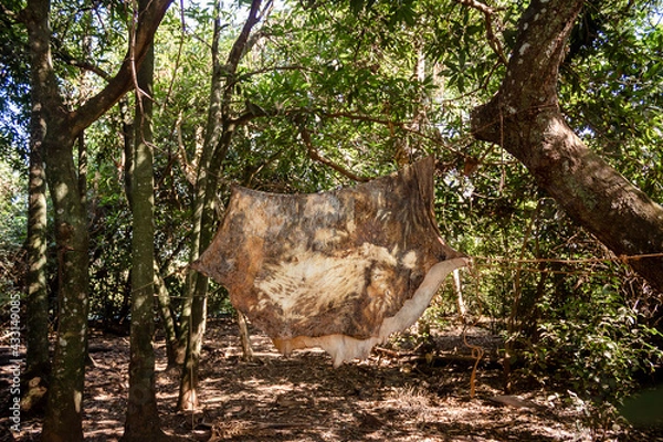 Obraz Stretched animal skin.