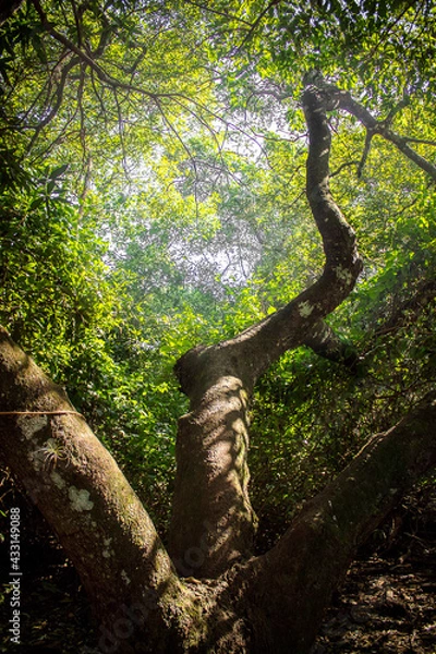 Obraz Tree in the woods.