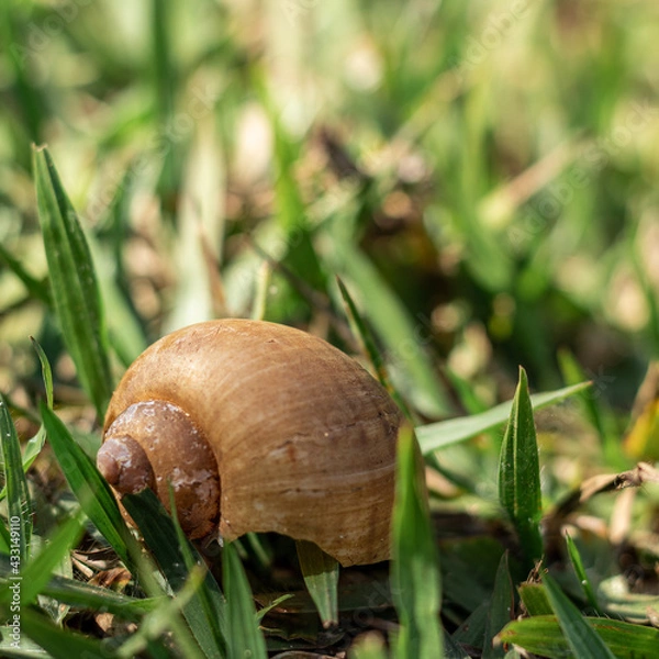 Obraz snail on a leaf