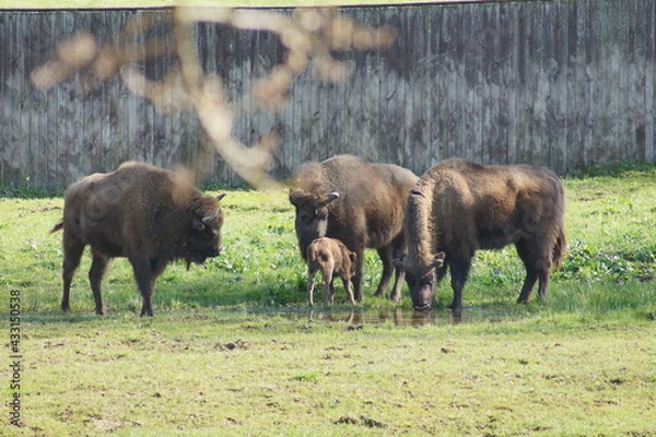 Obraz Żubry. Wolisko. Zagroda pokazowa żubrów. Polska - Mazury - Warmia.	