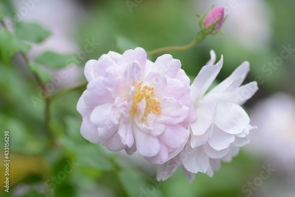 Obraz ブラッシュノアゼット