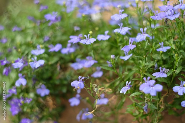 Fototapeta forget me not