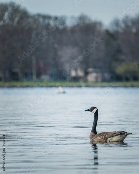Obraz goose on the lake