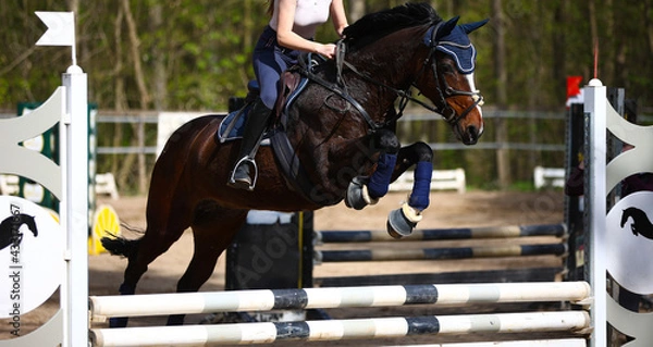 Fototapeta Horse jumping horse during training with rider during the flight phase over a white obstacle, ears attentively put forward.