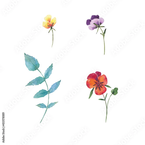 Fototapeta Paint set of hand-drawn watercolor pansies flowers on a white background. Use for menus, invitations, wedding