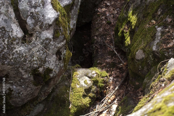 Fototapeta Beautiful view of huge pine trees in a forest with moss covered boulders. Rachaiskiy Alps, Samara