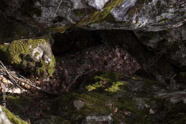 Fototapeta Beautiful view of huge pine trees in a forest with moss covered boulders. Rachaiskiy Alps, Samara