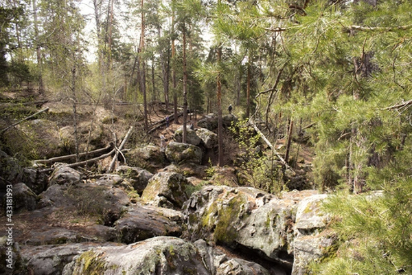 Fototapeta Beautiful view of huge pine trees in a forest with moss covered boulders. Rachaiskiy Alps, Samara