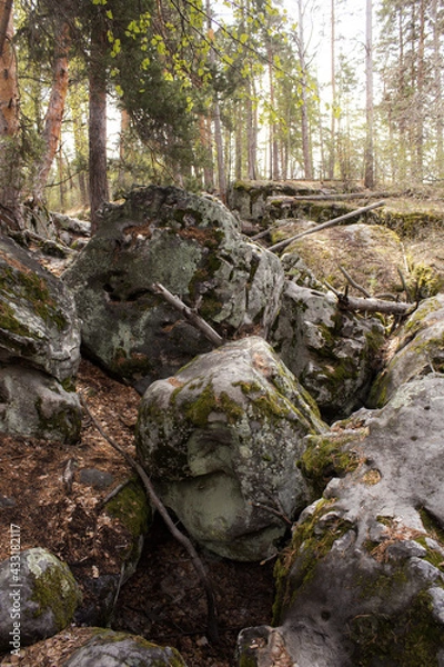 Fototapeta Beautiful view of huge pine trees in a forest with moss covered boulders. Rachaiskiy Alps, Samara