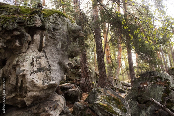 Fototapeta Beautiful view of huge pine trees in a forest with moss covered boulders. Rachaiskiy Alps, Samara