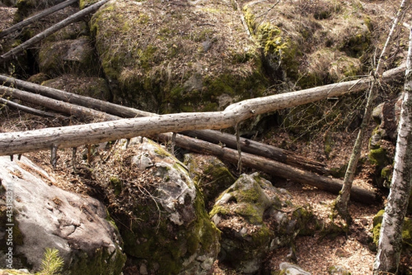 Fototapeta Beautiful view of huge pine trees in a forest with moss covered boulders. Rachaiskiy Alps, Samara