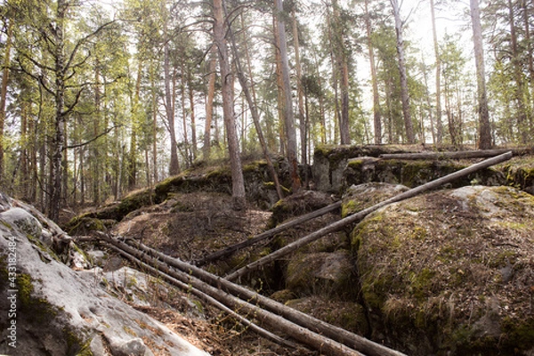 Fototapeta Beautiful view of huge pine trees in a forest with moss covered boulders. Rachaiskiy Alps, Samara