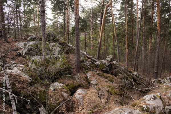 Fototapeta Beautiful view of huge pine trees in a forest with moss covered boulders. Rachaiskiy Alps, Samara