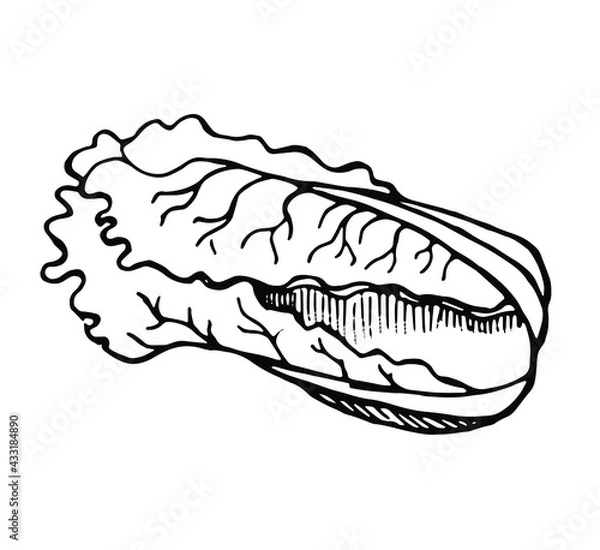 Fototapeta Chinese cabbage, drawn with a pen, black outline with shading