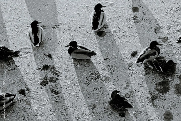 Fototapeta ducks and their footprints in the snow, top view, in black and white