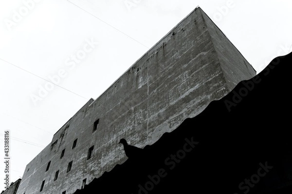 Fototapeta bottom view of a rough wall of a gray building and a small silhouette of a bird, in black and white