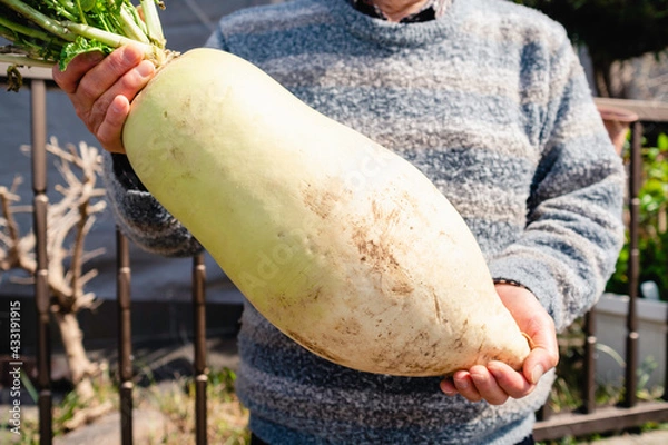 Obraz 大きな大根とシニア。ご近所さんのお裾分け。田舎暮らし。地域のつながり
