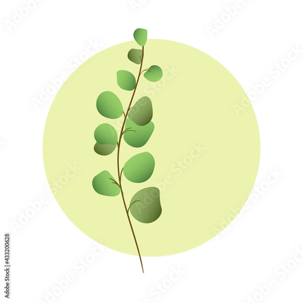 Fototapeta Green eucalyptus branch in circle. Minimalist herbal design.
