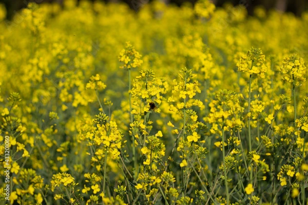 Obraz Rapsfeld mit Hummel