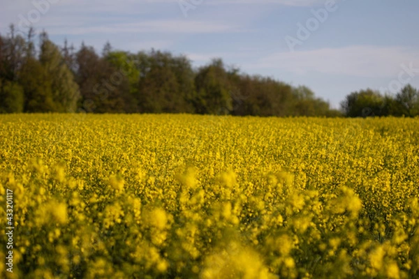 Obraz Rapsfeld im Frühling