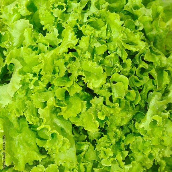 Fototapeta lettuce background