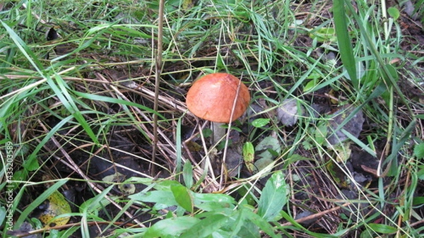 Obraz Boletus