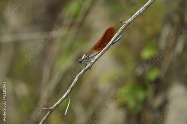 Fototapeta カワトンボ