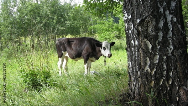 Obraz Cow