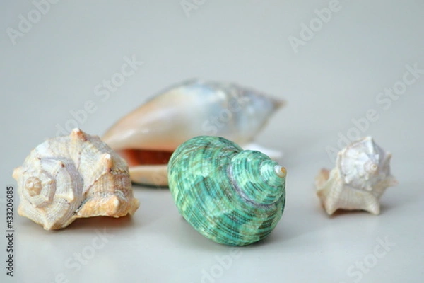 Obraz multiple seashells over a bright table