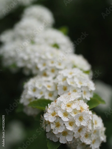 Obraz 春の花見山公園に咲く小手毬