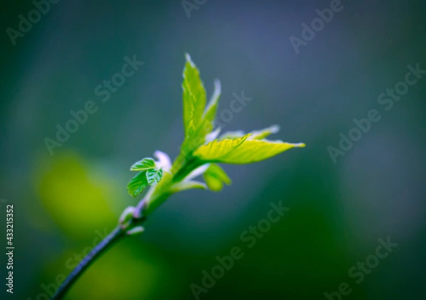 Fototapeta Young Sprouts of Forest Plants. Spring State of Nature. Minimalistic Natural Background.