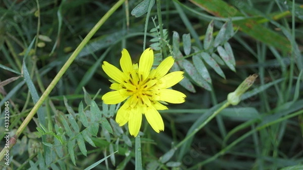 Fototapeta Spring flower adonis in the field 
