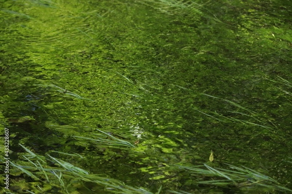 Fototapeta 緑の水面