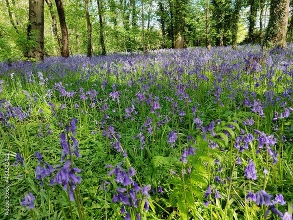 Obraz spring in the garden