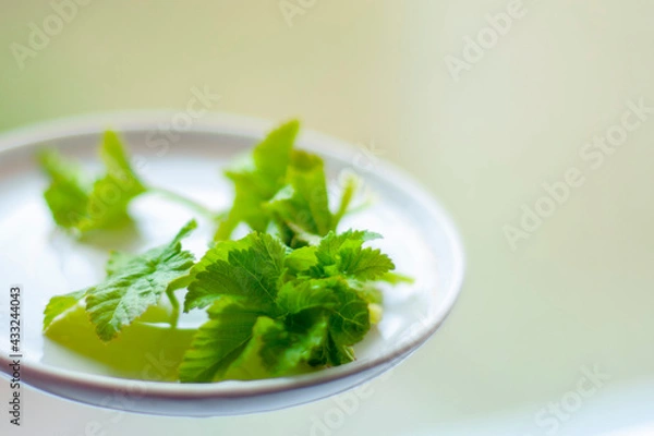 Obraz young fresh green currant leaves lying on a plate on a light green background