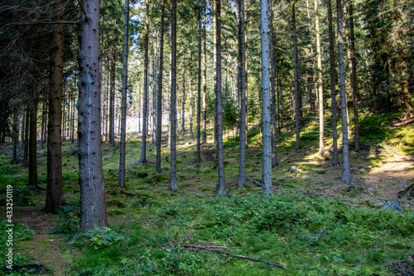 Fototapeta Wald