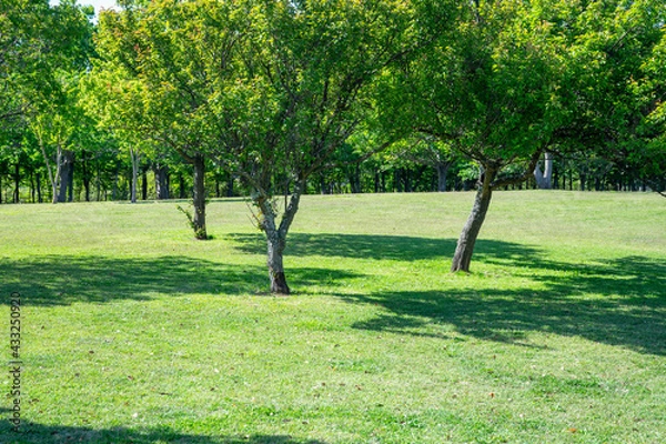 Fototapeta 爽やかな公園の風景