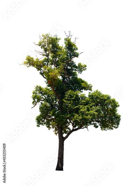 Fototapeta Tree with green leaves on a white background