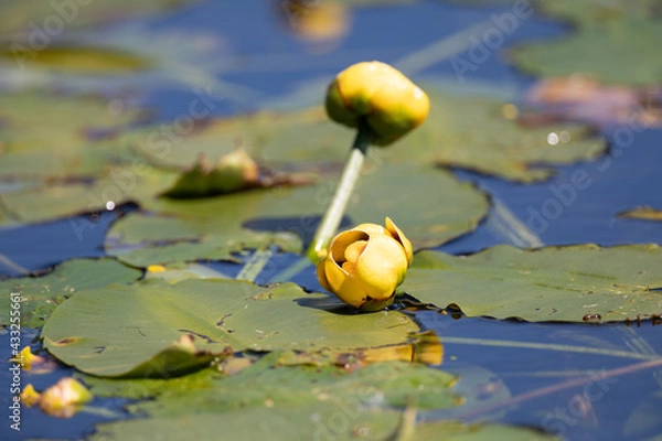 Obraz yellow water-lily