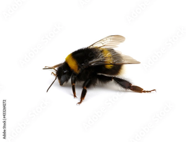 Fototapeta Buff-tailed bumblebee, Bombus, isolated on white