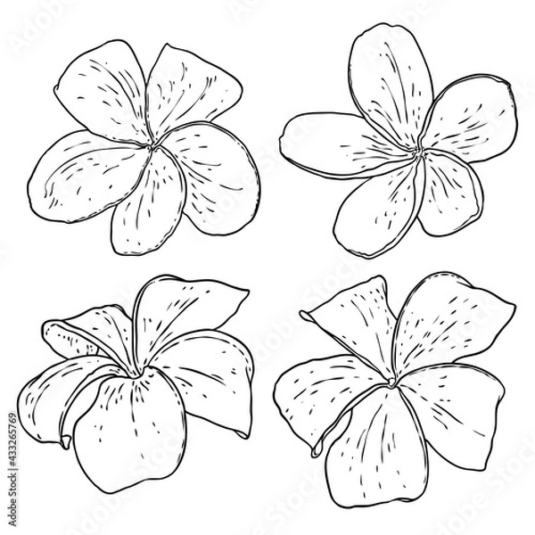 Fototapeta Spa salon Plumeria flower line art element design set. Yoga Oil aromatherapy and hot massage studio, welcome symbol. Drawing Frangipani flower open bud. Vector.